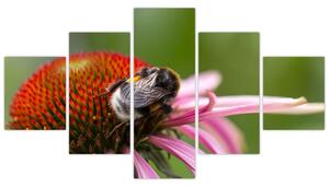 Obraz včely na kvete (Obraz 125x70cm)