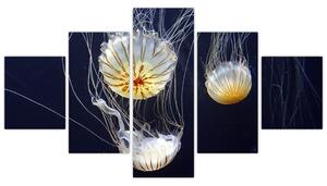 Obraz - medúzy (Obraz 125x70cm)
