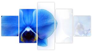 Obraz s orchideí (Obraz 125x70cm)