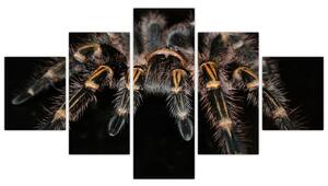 Obraz - Tarantula (Obraz 125x70cm)