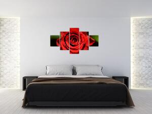 Obraz ruže (Obraz 125x70cm)