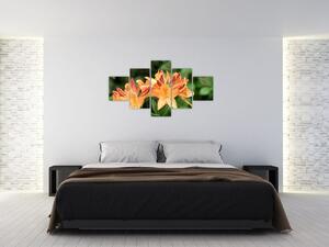 Oranžové kvety (Obraz 125x70cm)