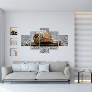 Ulita slimáka, obraz na stenu (Obraz 125x70cm)