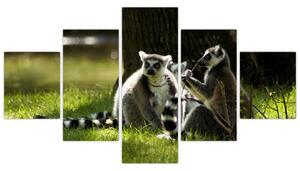 Obraz lemurov (Obraz 125x70cm)