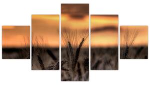 Detail pšenica, obraz (Obraz 125x70cm)