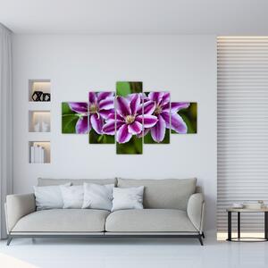 Súkvetia rastliny, obraz do bytu (Obraz 125x70cm)