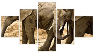 Slon, obraz (Obraz 125x70cm)
