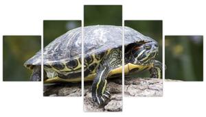 Obraz suchozemské korytnačky (Obraz 125x70cm)