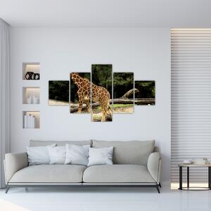 Obraz žirafy (Obraz 125x70cm)