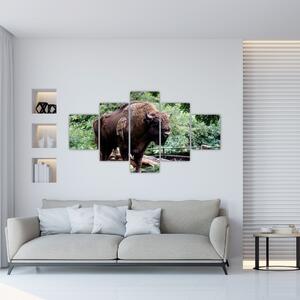 Obraz s americkým bizónom (Obraz 125x70cm)