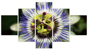 Obrazy kvetov (Obraz 125x70cm)