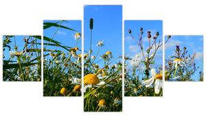 Obraz lúčnych kvetov (Obraz 125x70cm)