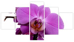 Orchidea - obraz (Obraz 125x70cm)