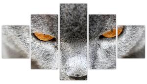 Mačka - obraz (Obraz 125x70cm)