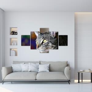 Mačka - obraz (Obraz 125x70cm)