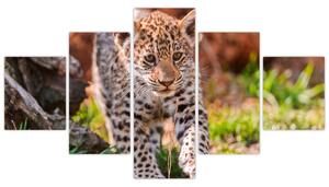 Mláďa leoparda - obraz do bytu (Obraz 125x70cm)