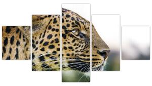 Leopard - obraz (Obraz 125x70cm)