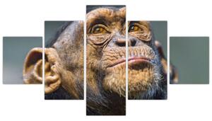 Opica - obrazy (Obraz 125x70cm)
