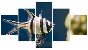 Ryba - obraz (Obraz 125x70cm)