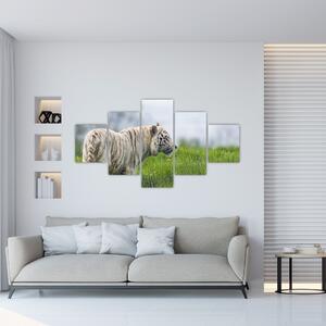 Tiger - obraz (Obraz 125x70cm)