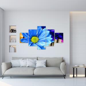 Modrá chryzantéma - obrazy (Obraz 125x70cm)