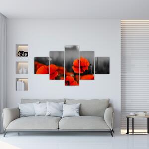 Vlčie maky - moderné obrazy (Obraz 125x70cm)