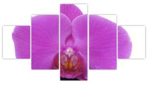 Orchidea - obraz (Obraz 125x70cm)
