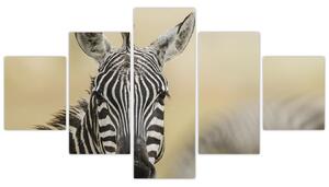 Zebra - obraz (Obraz 125x70cm)