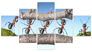 Obraz mravcov (Obraz 125x70cm)
