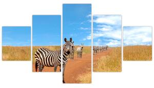 Zebra na ceste - obraz (Obraz 125x70cm)