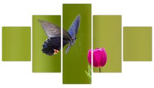 Motýľ - obraz (Obraz 125x70cm)