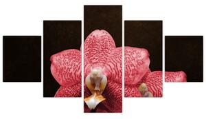 Ružová orchidea - obraz (Obraz 125x70cm)