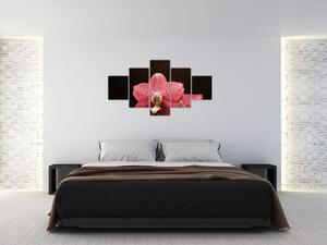 Ružová orchidea - obraz (Obraz 125x70cm)