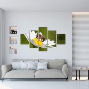Včela na sedmokráske - obraz (Obraz 125x70cm)