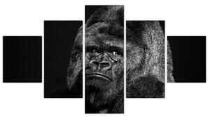 Obraz opice (Obraz 125x70cm)