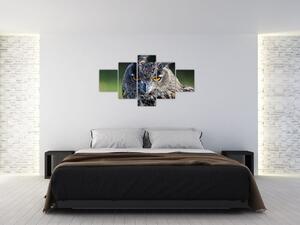 Sova - obraz (Obraz 125x70cm)