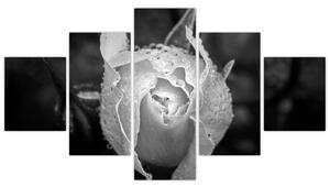 Obraz čiernobiele ruže (Obraz 125x70cm)
