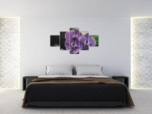 Obraz kvetov orchidey (Obraz 125x70cm)