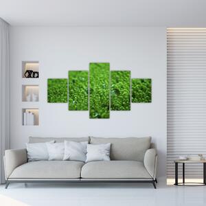 Detail trávy - obraz (Obraz 125x70cm)