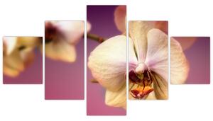 Obraz - orchidea (Obraz 125x70cm)