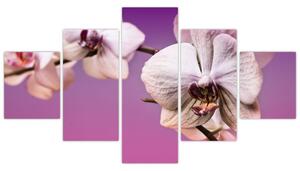 Moderné obrazy - orchidea (Obraz 125x70cm)