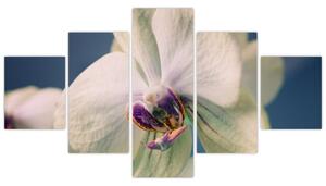 Obraz orchidey (Obraz 125x70cm)