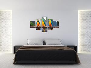 Obraz - papagáje (Obraz 125x70cm)