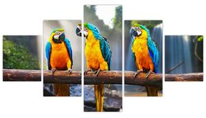 Obraz - papagáje (Obraz 125x70cm)