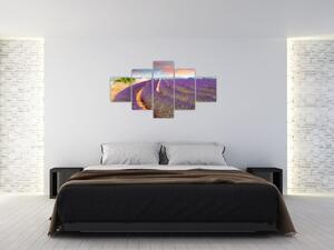 Levanduľové polia - obraz (Obraz 125x70cm)