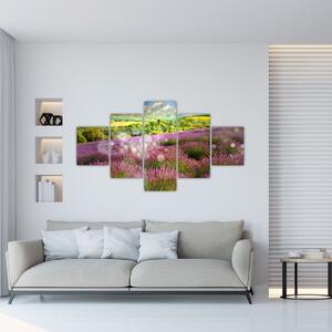 Levanduľové polia - obraz (Obraz 125x70cm)