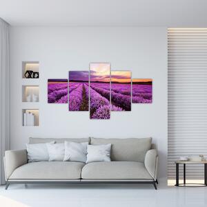 Levanduľové pole, obrazy (Obraz 125x70cm)