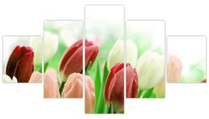 Tulipány, obraz (Obraz 125x70cm)