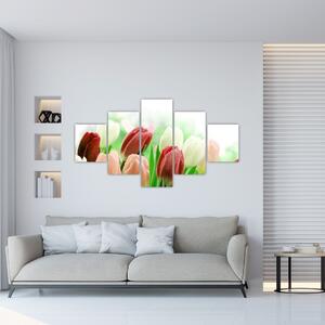 Tulipány, obraz (Obraz 125x70cm)