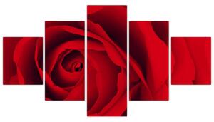 Detail červené ruže - obraz (Obraz 125x70cm)